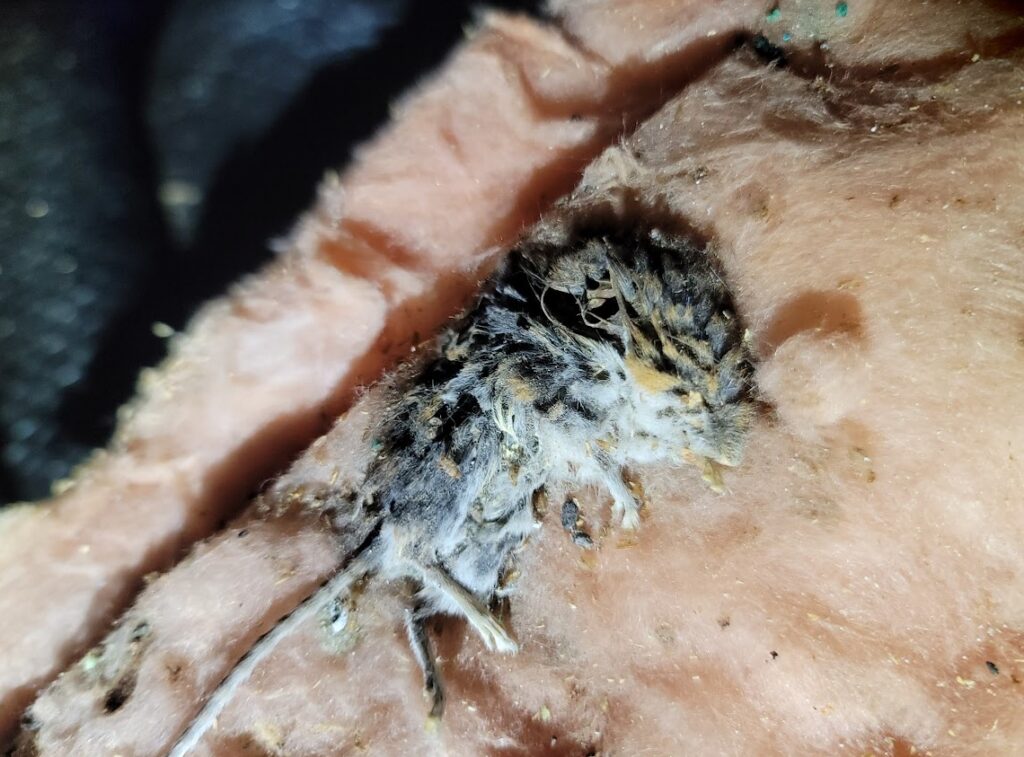 Pest infestation, dead mouse in crawl space insulation, mice in insulation, sealed crawl space, crawl space encapsulation, vapor barrier, dehumidifier, how to get rid of mice