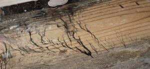 Brown mold and moisture damage on a wooden floor joist inside a residential crawl space in Raleigh NC